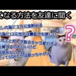 初心者が放置少女を始める【猫ミーム】