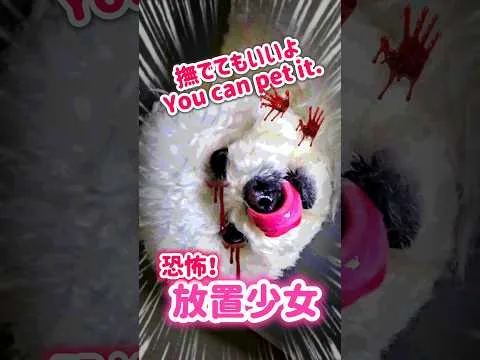 放置少女。なでてもいいよ。Idle girl. Feel free to pet her. #dog #トイプードル #toypoodle #犬のいる暮らし #癒し #かわいい