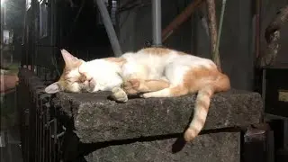 【放置少女ねここ趙公明】稲羽卯の覚醒７までの戦力強化Σｂ( ｀・ω・´)ｸﾞｯ！！　(これもショート動画ではないけど、為になる動画です(*｀･ω･)ゞ)　@user-gx9ej9gh8y